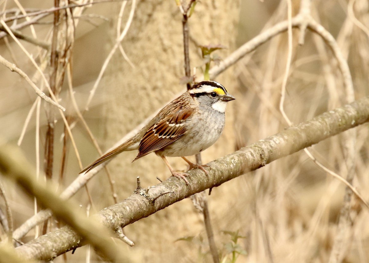 White-throated Sparrow - ML227656851