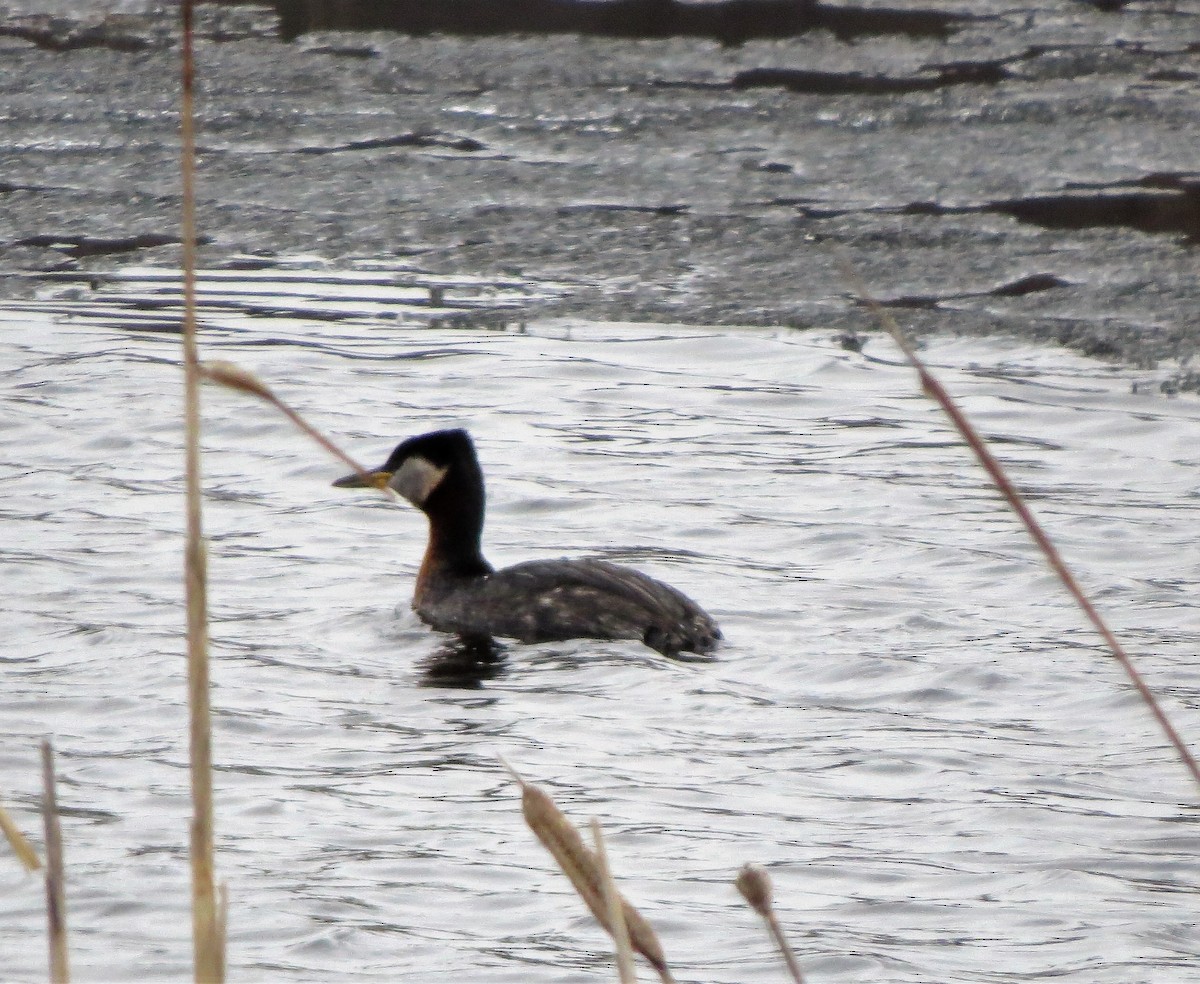 Red-necked Grebe - ML227659351