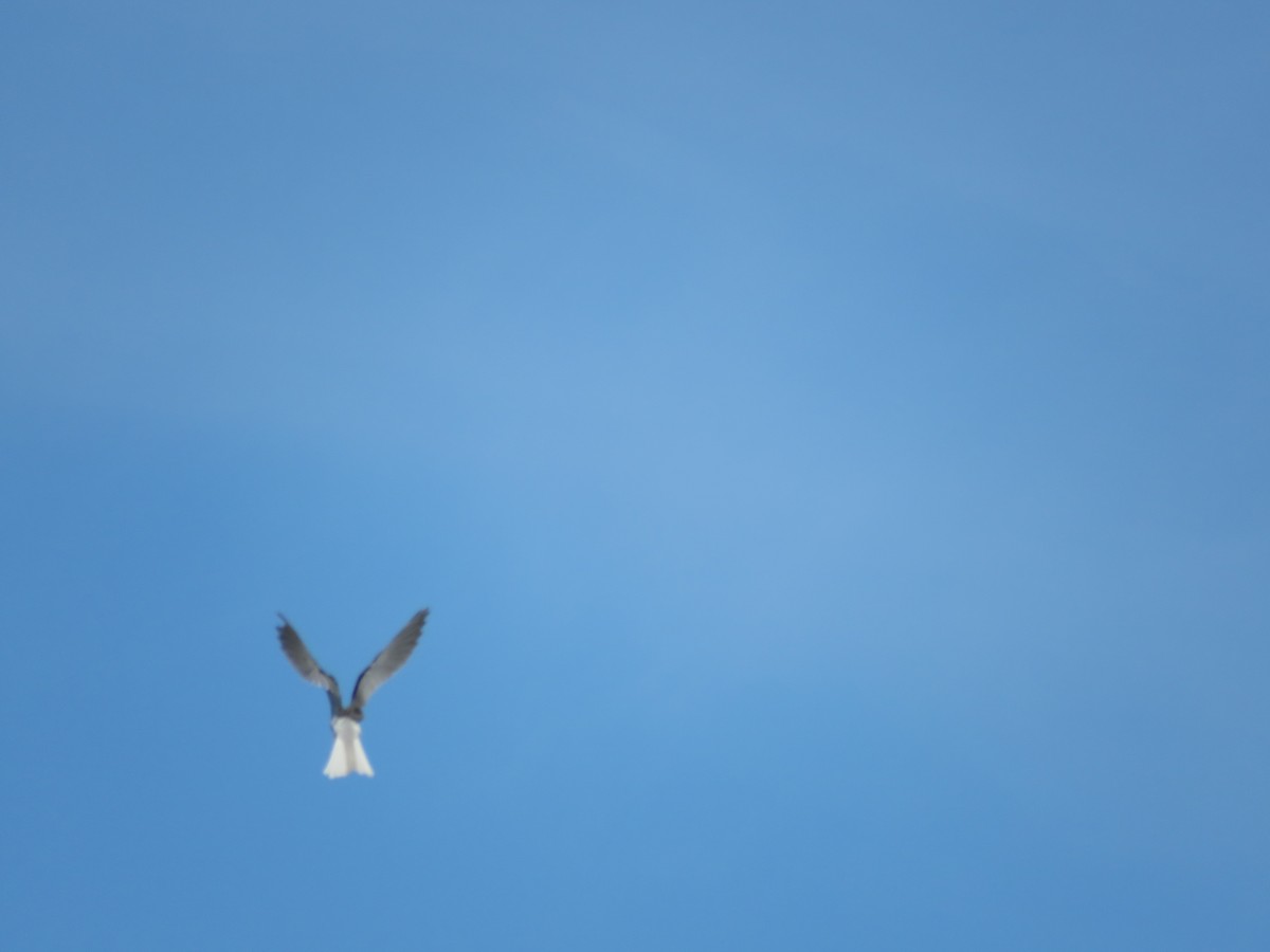 White-tailed Kite - ML227659591