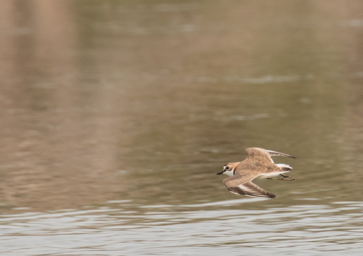 Collared Plover - ML227659661