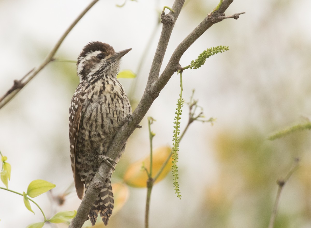 Checkered Woodpecker - John Sterling