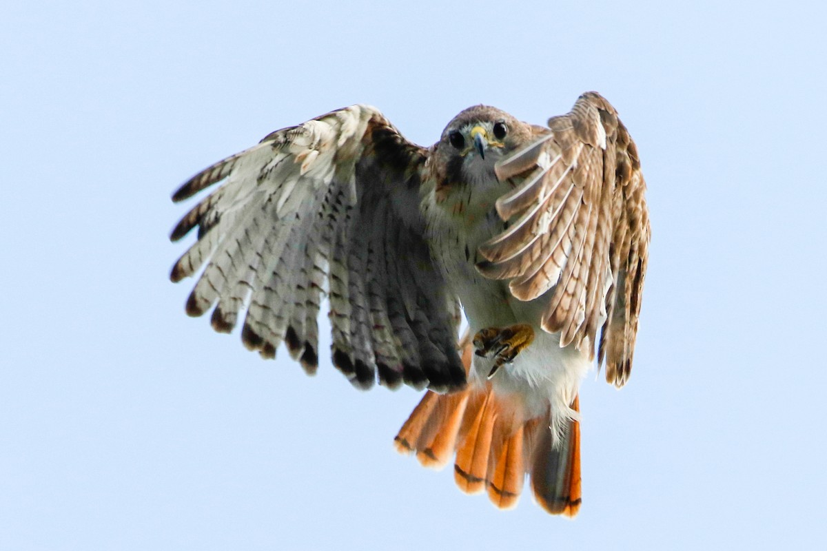 Red-tailed Hawk (fuertesi) - ML227662661