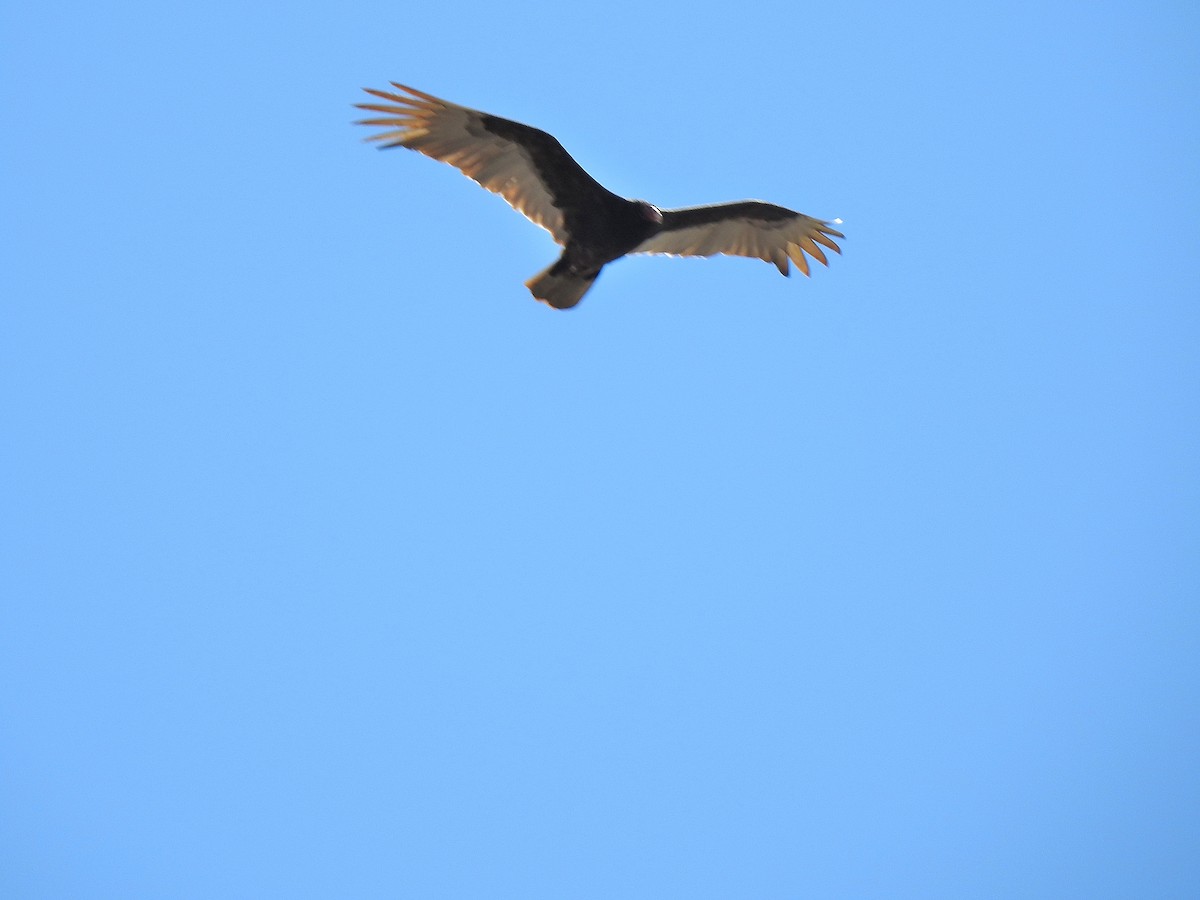 Turkey Vulture - Liz Soria