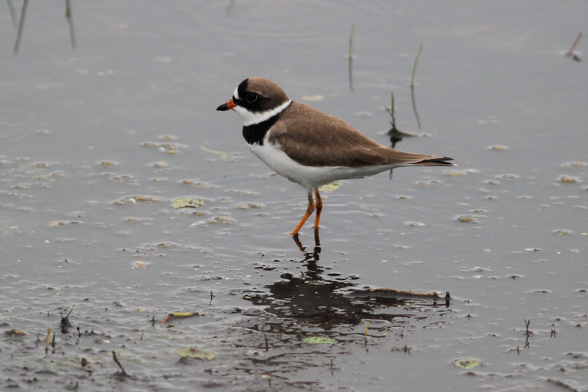 Semipalmated Plover - Brian Berry