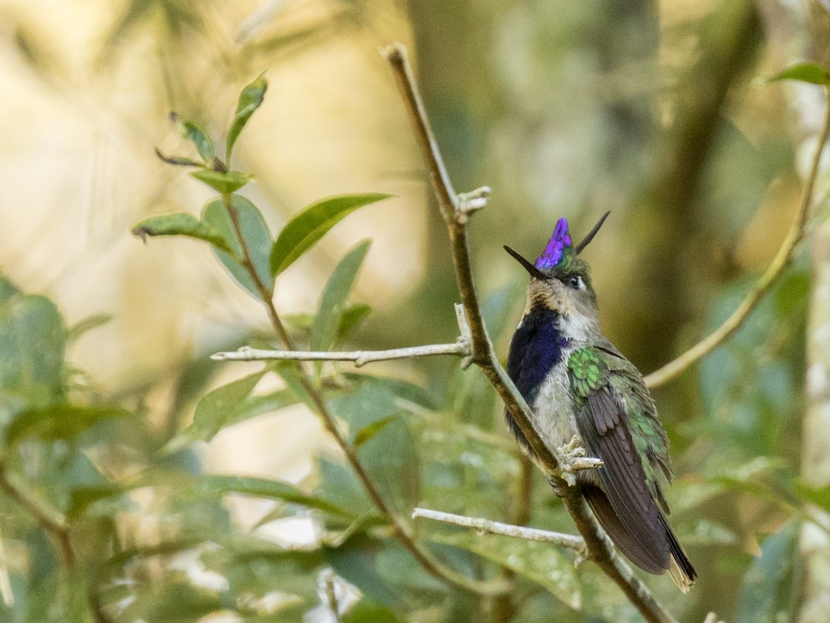 Purple-crowned Plovercrest - John Sterling