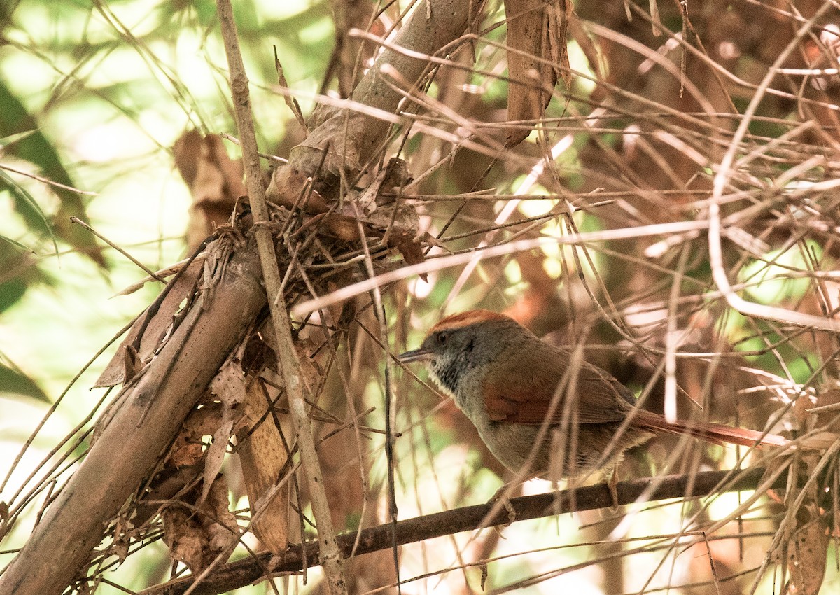 Rufous-capped Spinetail - ML227672551