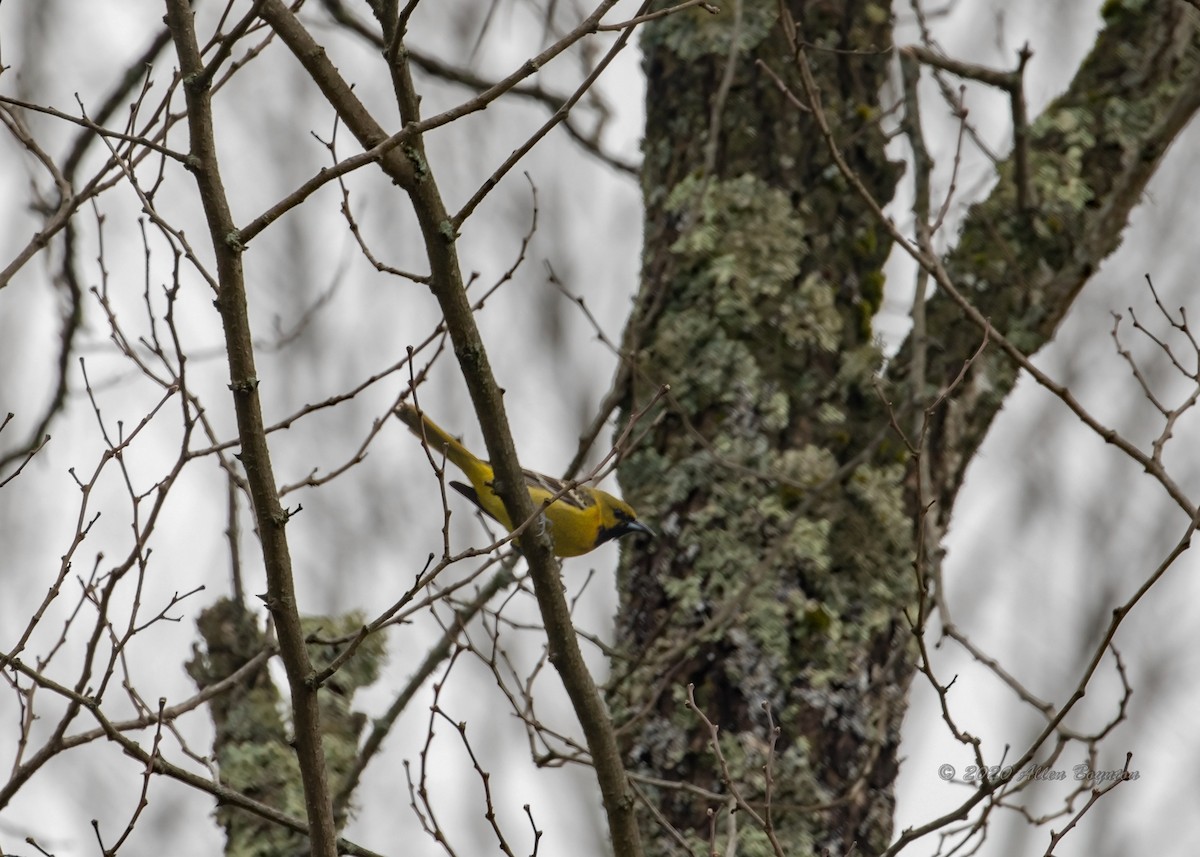 Virginia Breeding Bird Atlas Checklist 25 Apr 2020 Homestead Roadfairwood Valley 25 Species 1602