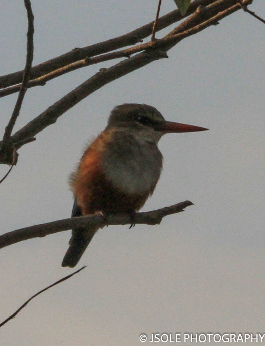 Gray-headed Kingfisher - Jeffery Sole