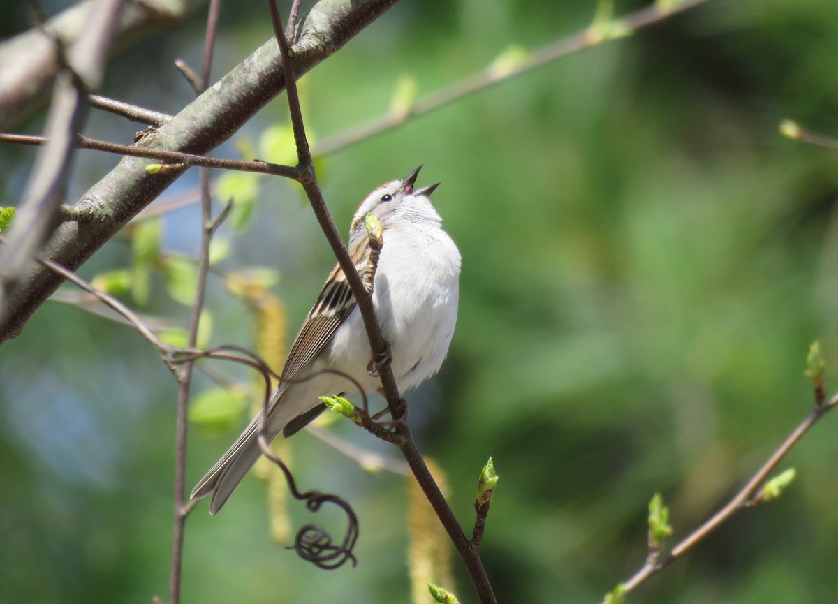 Chipping Sparrow - ML227680281