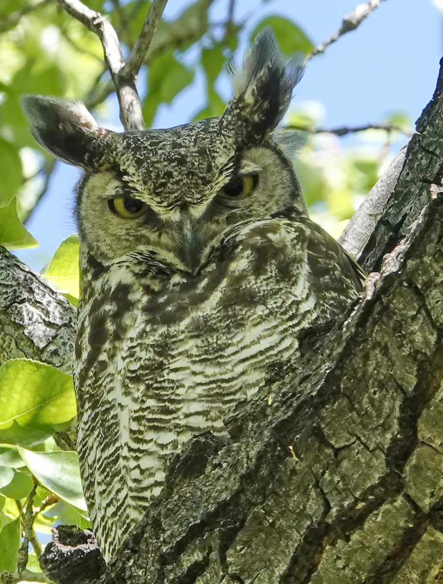 Great Horned Owl - Walt Anderson
