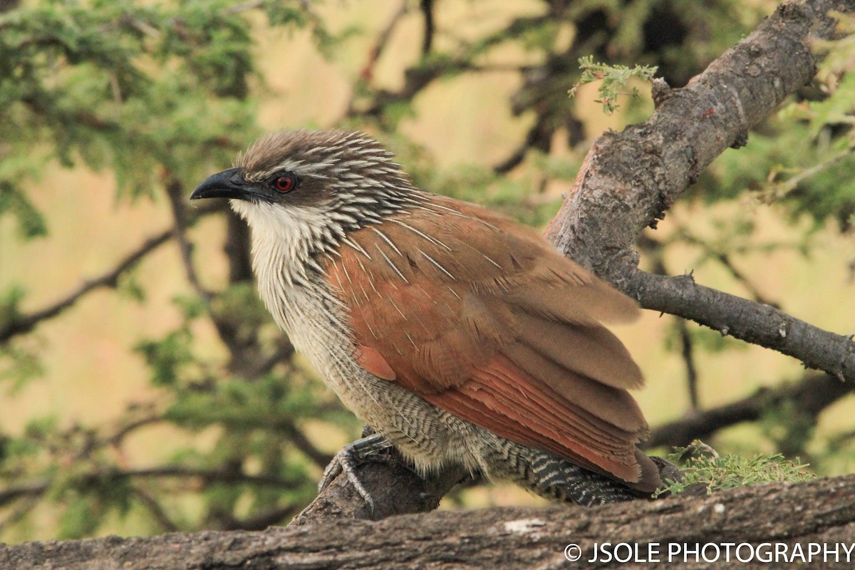 White-browed Coucal - Jeffery Sole