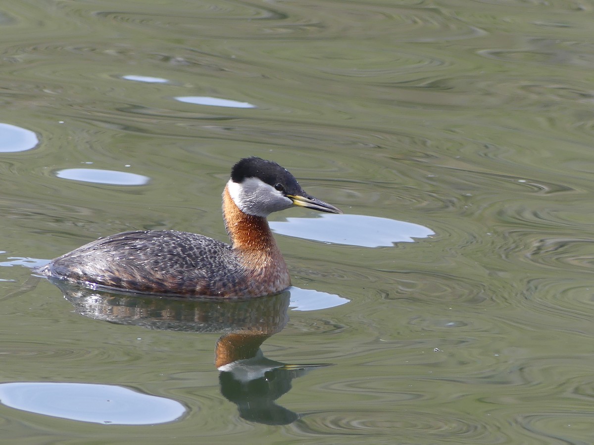 Red-necked Grebe - Nolan Clements