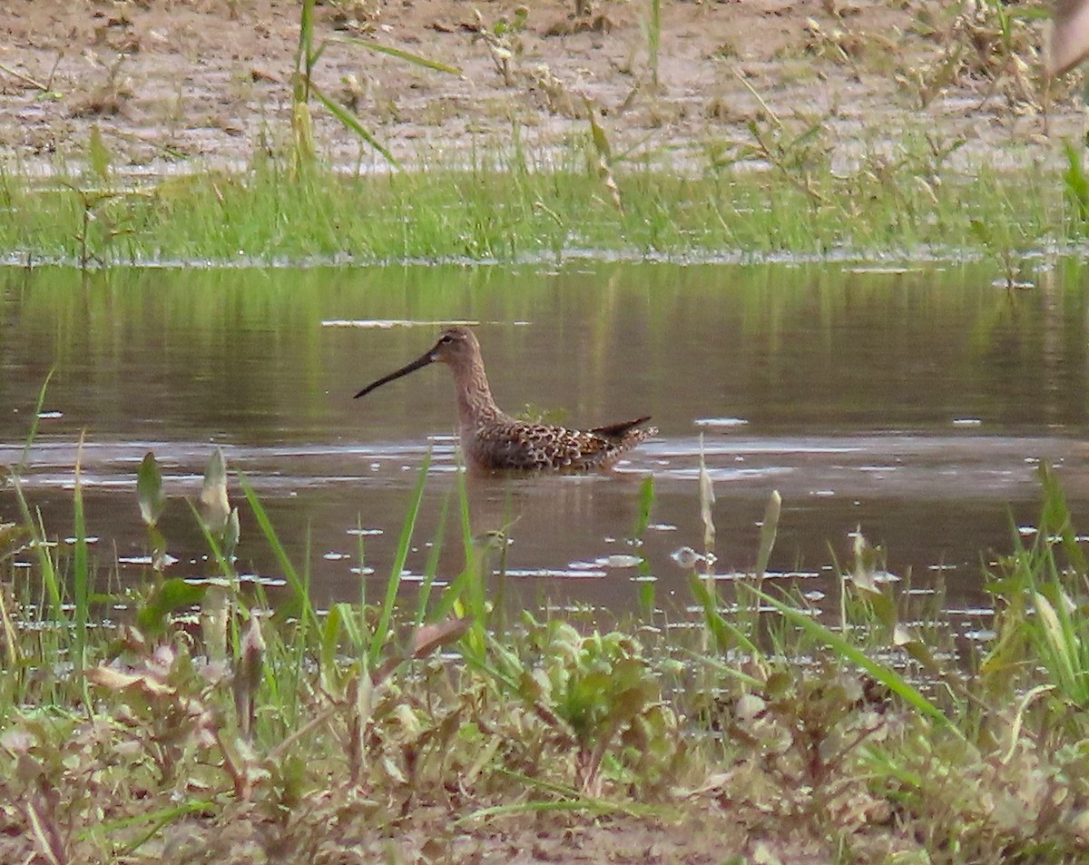 Long-billed Dowitcher - ML227689321