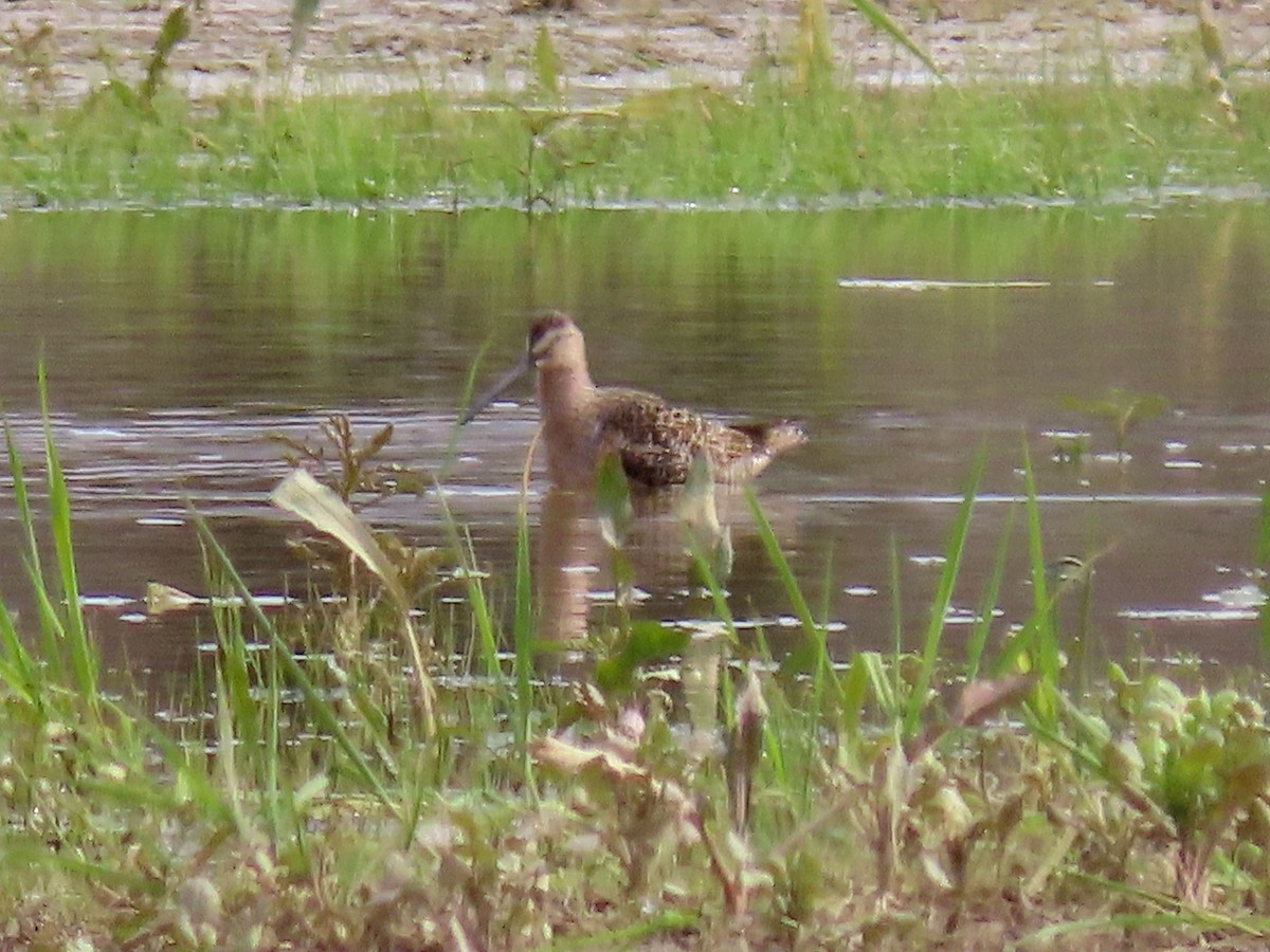Long-billed Dowitcher - ML227689341