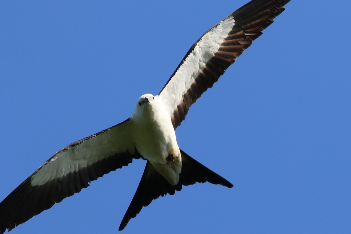 Swallow-tailed Kite - Michael Bernard