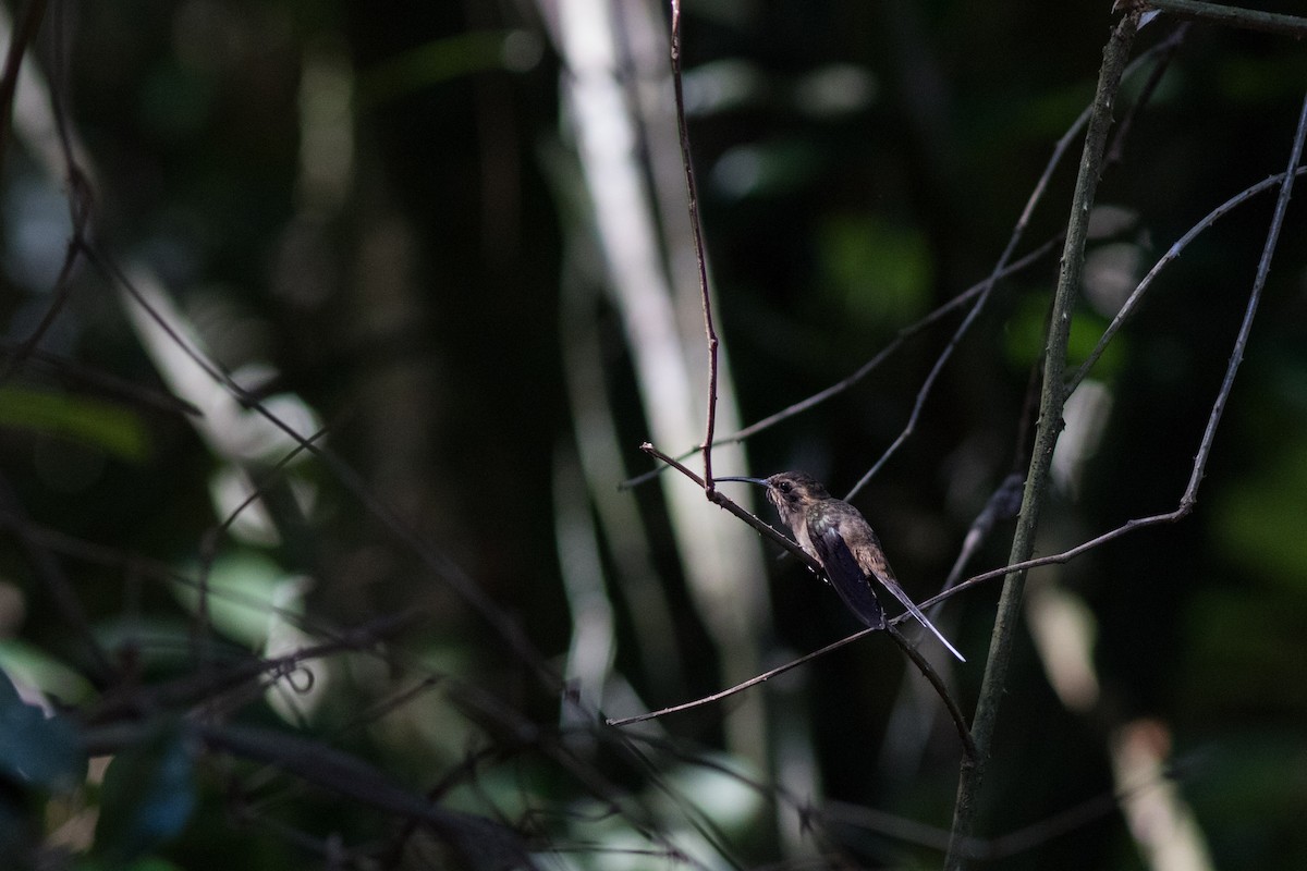 Тёмногорлый колибри-отшельник - ML227693061