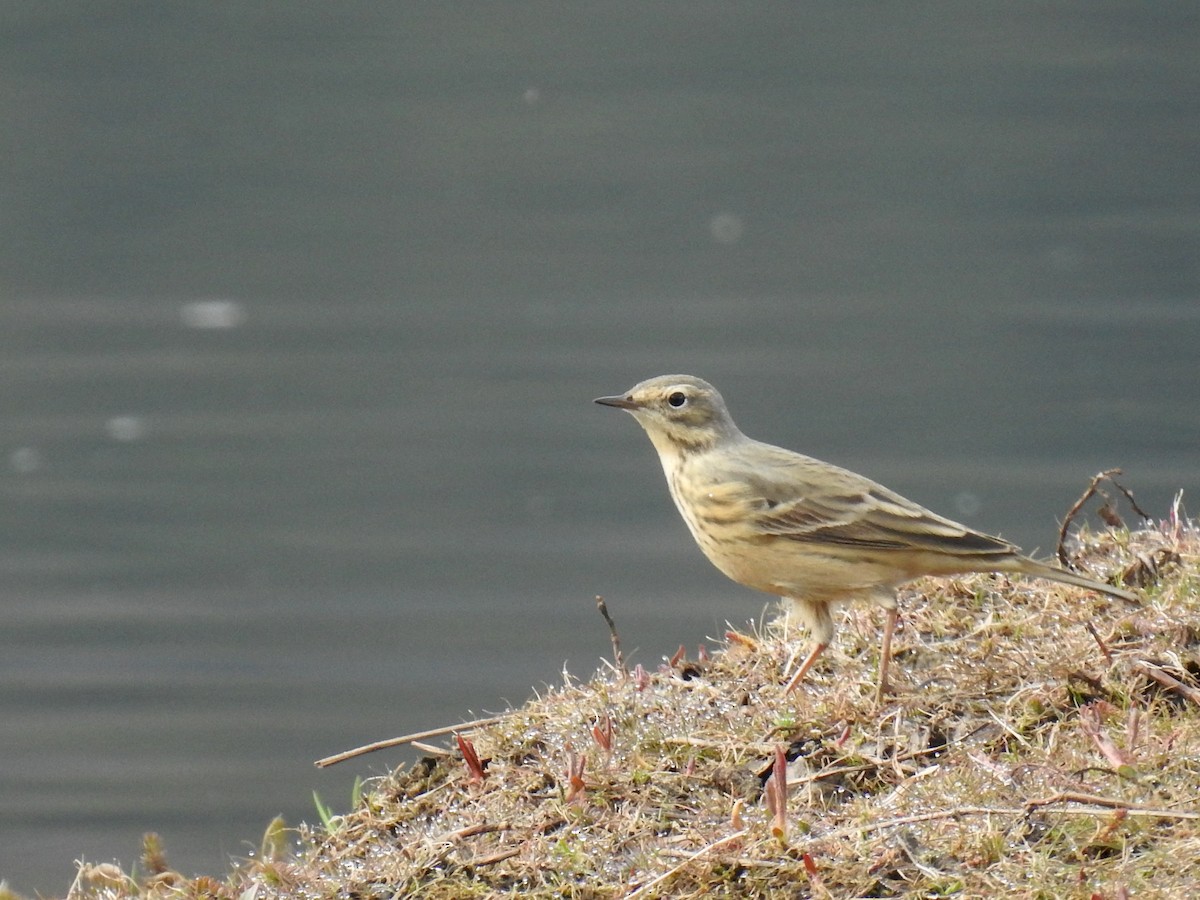 American Pipit - Darlene Cancelliere