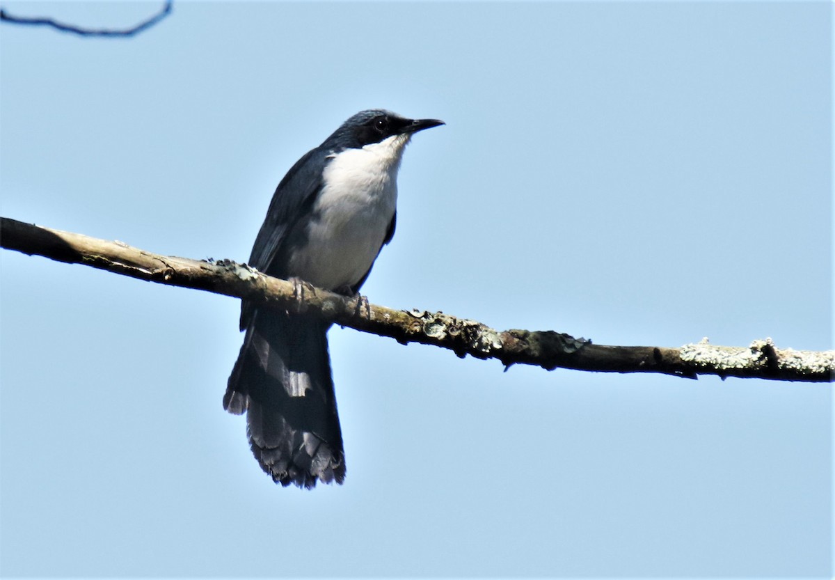Blue-and-white Mockingbird - Josue  de León Lux (Birding Guide) josuedeleonlux@gmail.com +502 3068 8988