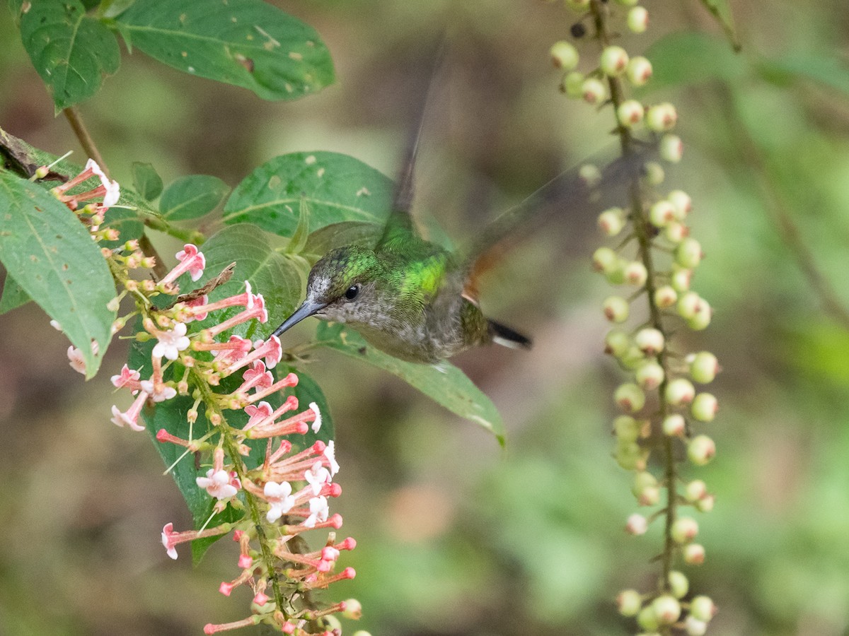 Stripe-tailed Hummingbird - Chris Fischer