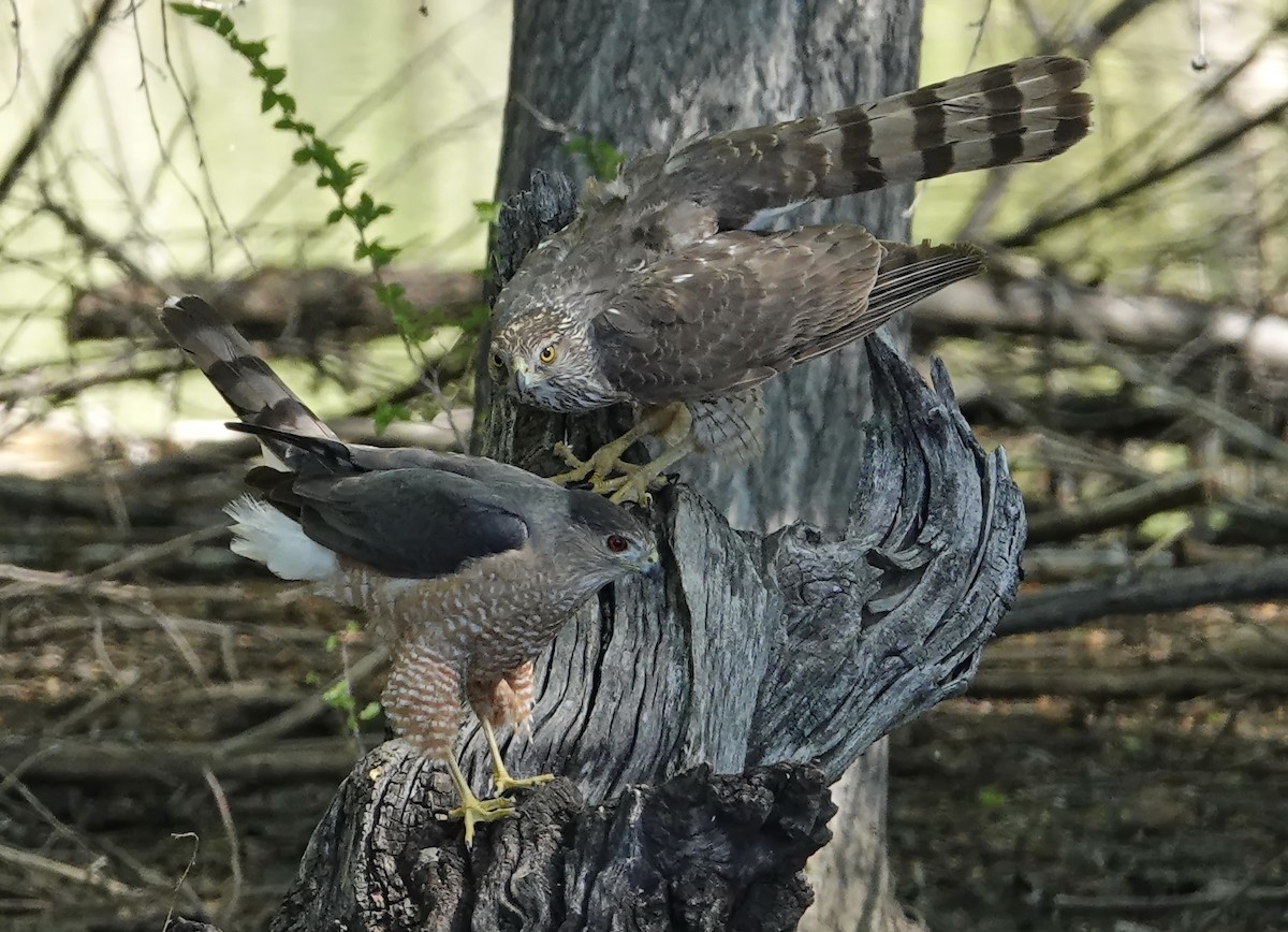 ML227695641 Cooper's Hawk Macaulay Library