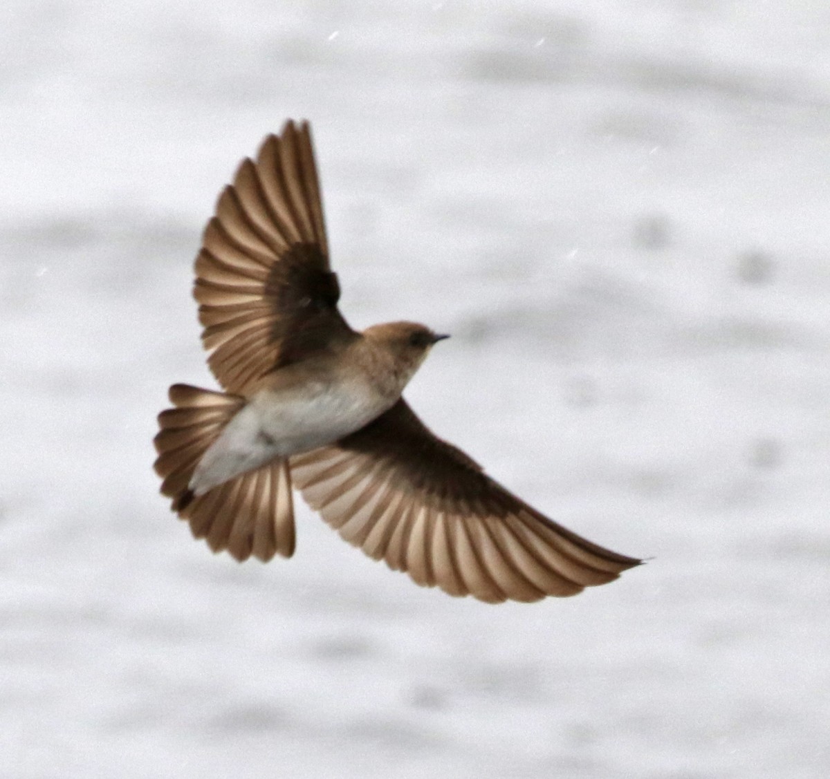 Northern Rough-winged Swallow - ML227696951