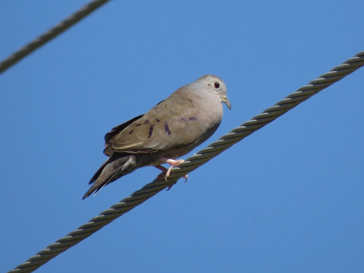 Plain-breasted Ground Dove - ML22770011