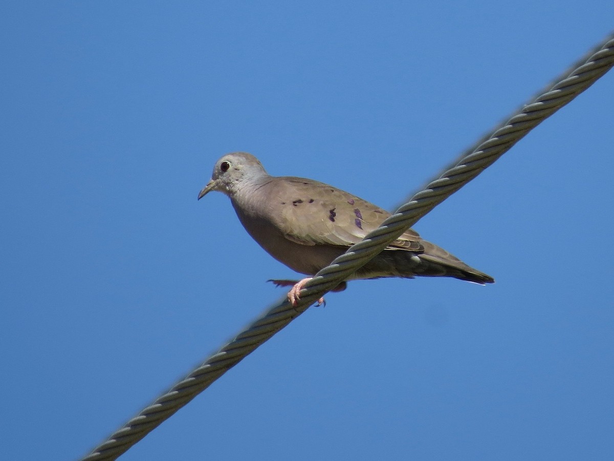 Plain-breasted Ground Dove - ML22770021