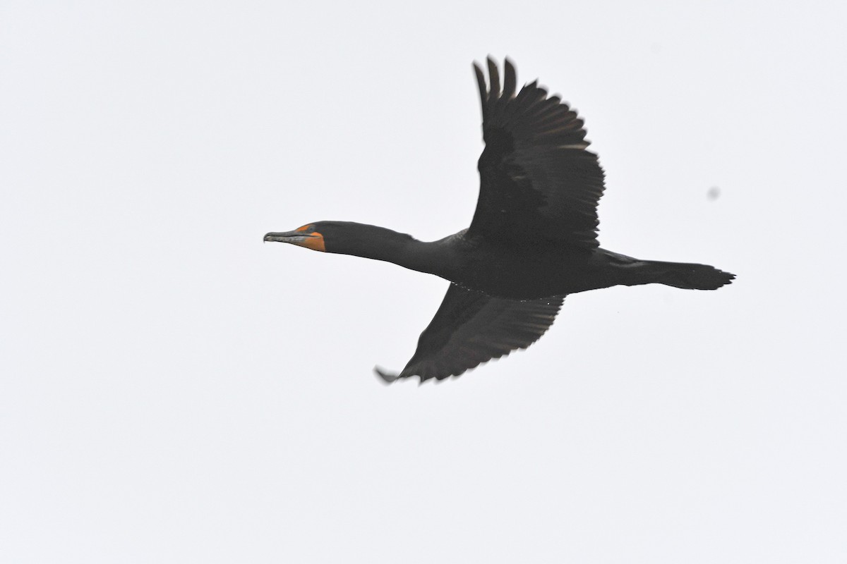 Double-crested Cormorant - ML227702911
