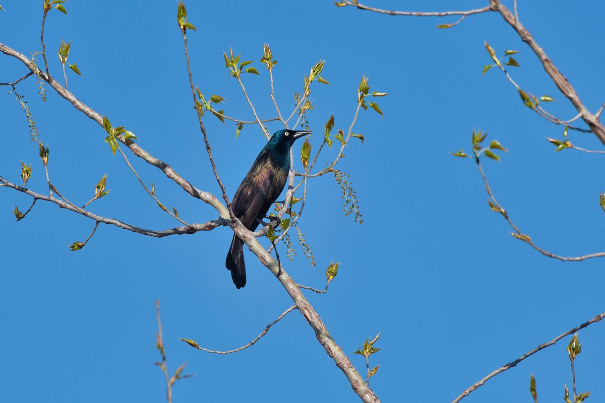 Common Grackle - Charlie Shields