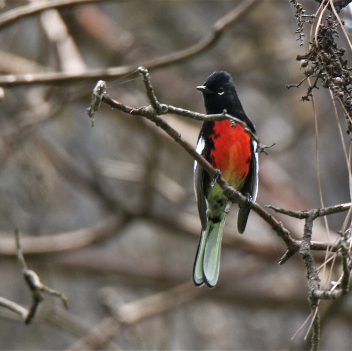 Painted Redstart - Josue  de León Lux (Birding Guide) josuedeleonlux@gmail.com +502 3068 8988