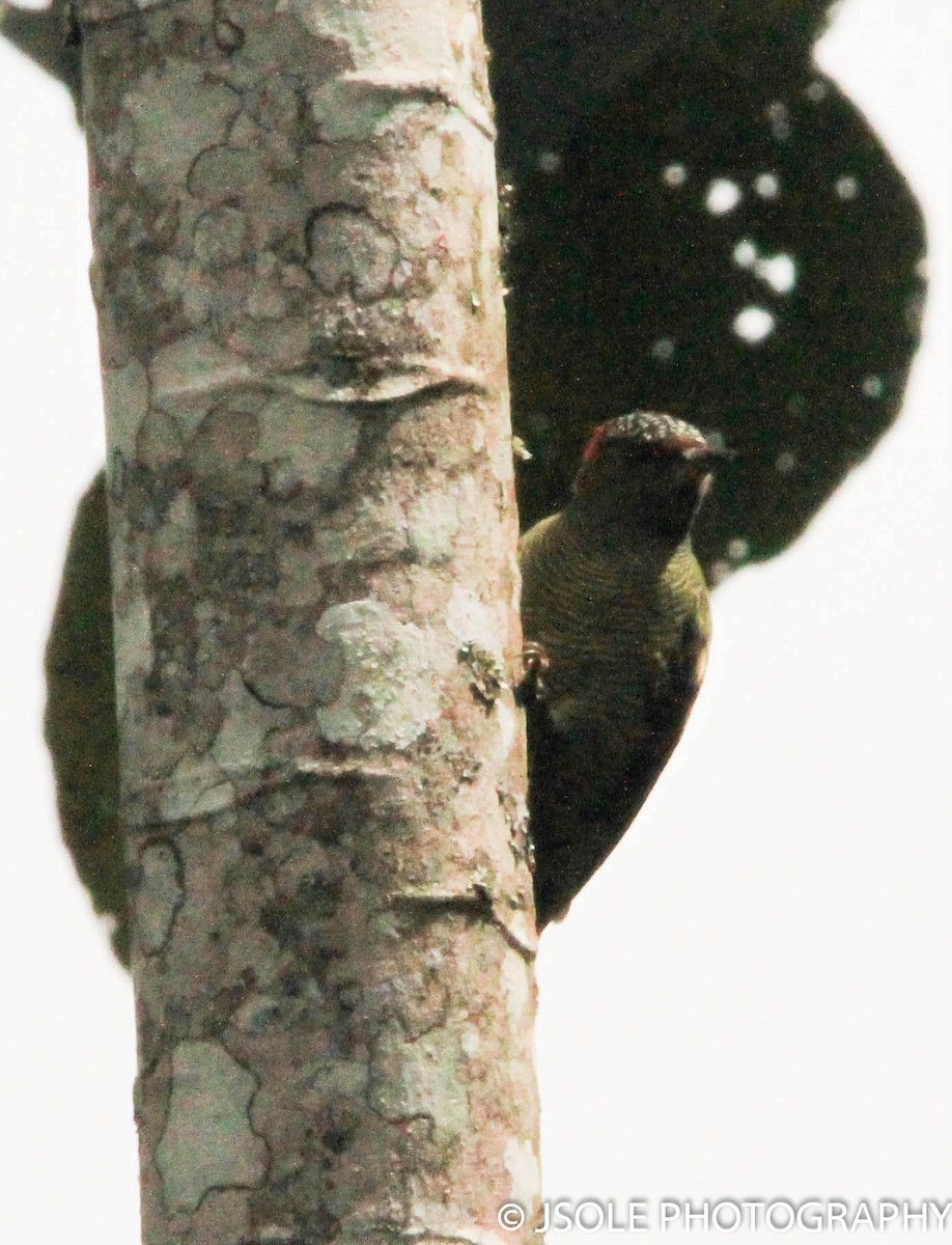 Fine-banded Woodpecker - Jeffery Sole