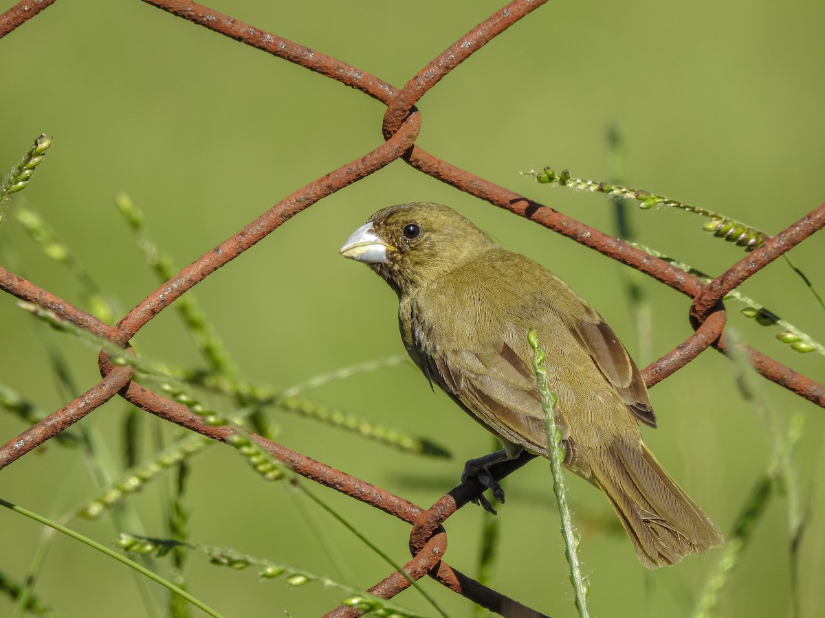 Yellow-bellied Seedeater - ML227709101