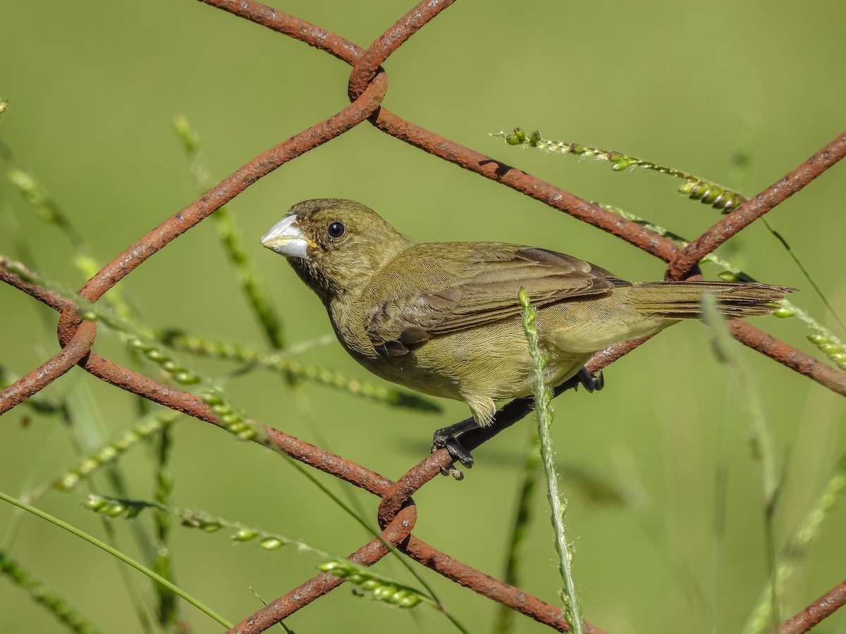 Yellow-bellied Seedeater - ML227709851