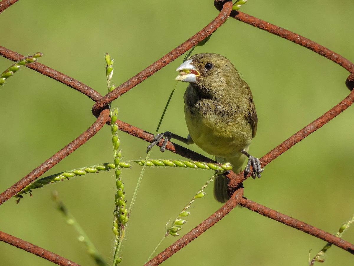Yellow-bellied Seedeater - ML227710211