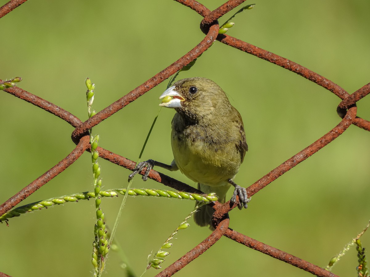 Yellow-bellied Seedeater - ML227710241