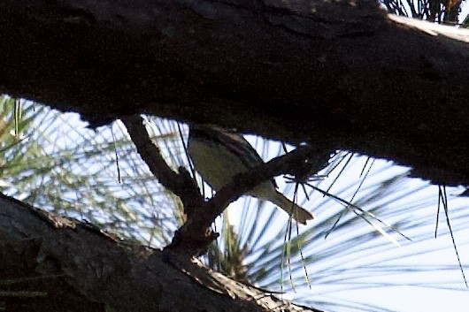 Black-throated Green Warbler - Andrew Bell