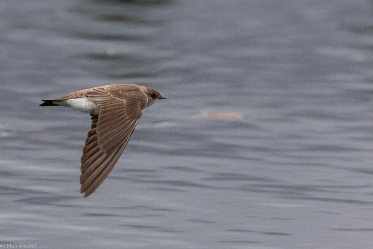 Northern Rough-winged Swallow - ML227718291