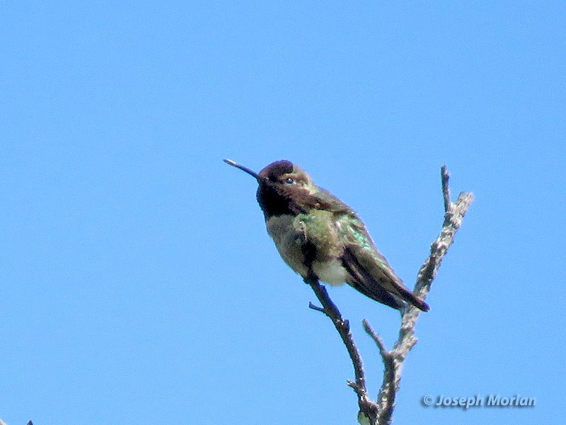 Anna's Hummingbird - Joseph Morlan