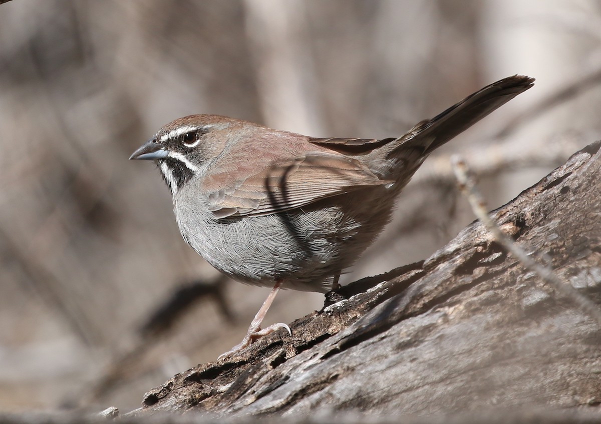 Five-striped Sparrow - David Stejskal