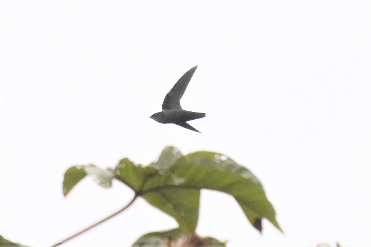Gray-rumped Swift (occidentalis) - ML227730131