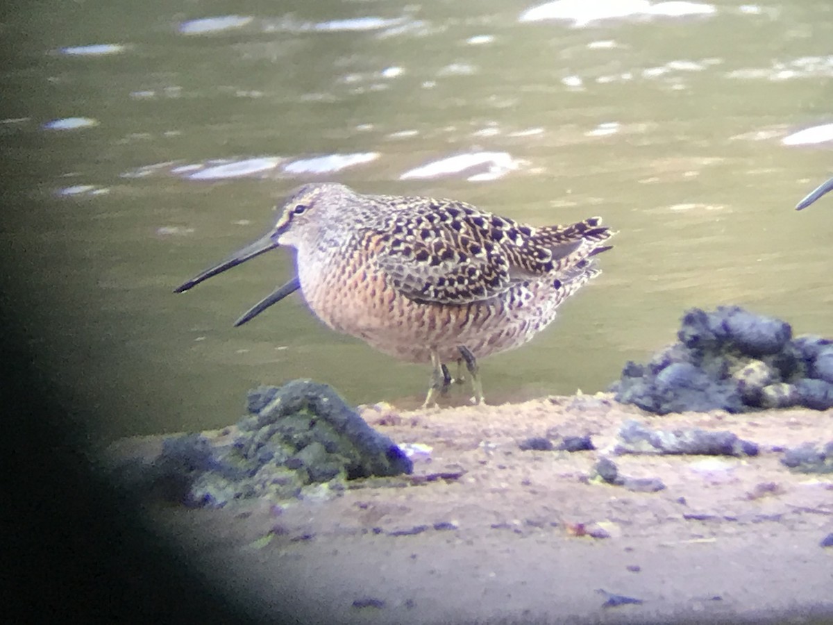 Long-billed Dowitcher - ML227731371
