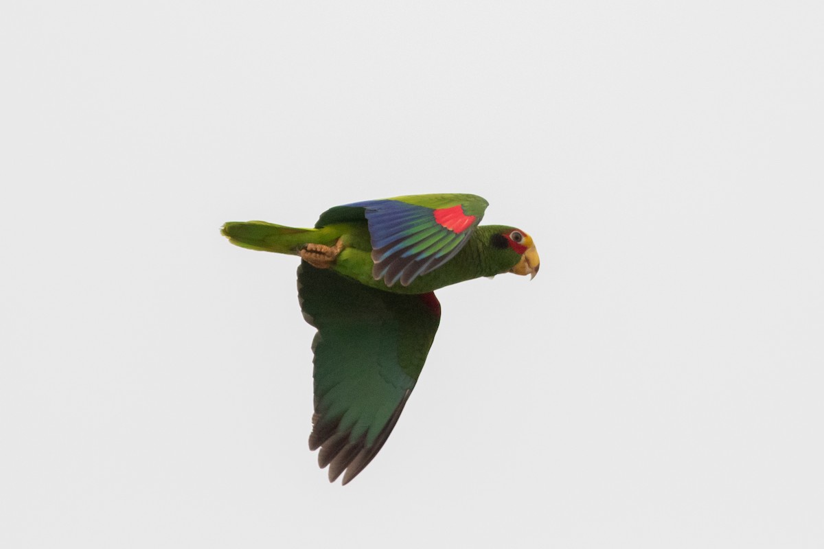 Yellow-lored Parrot - ML227735671