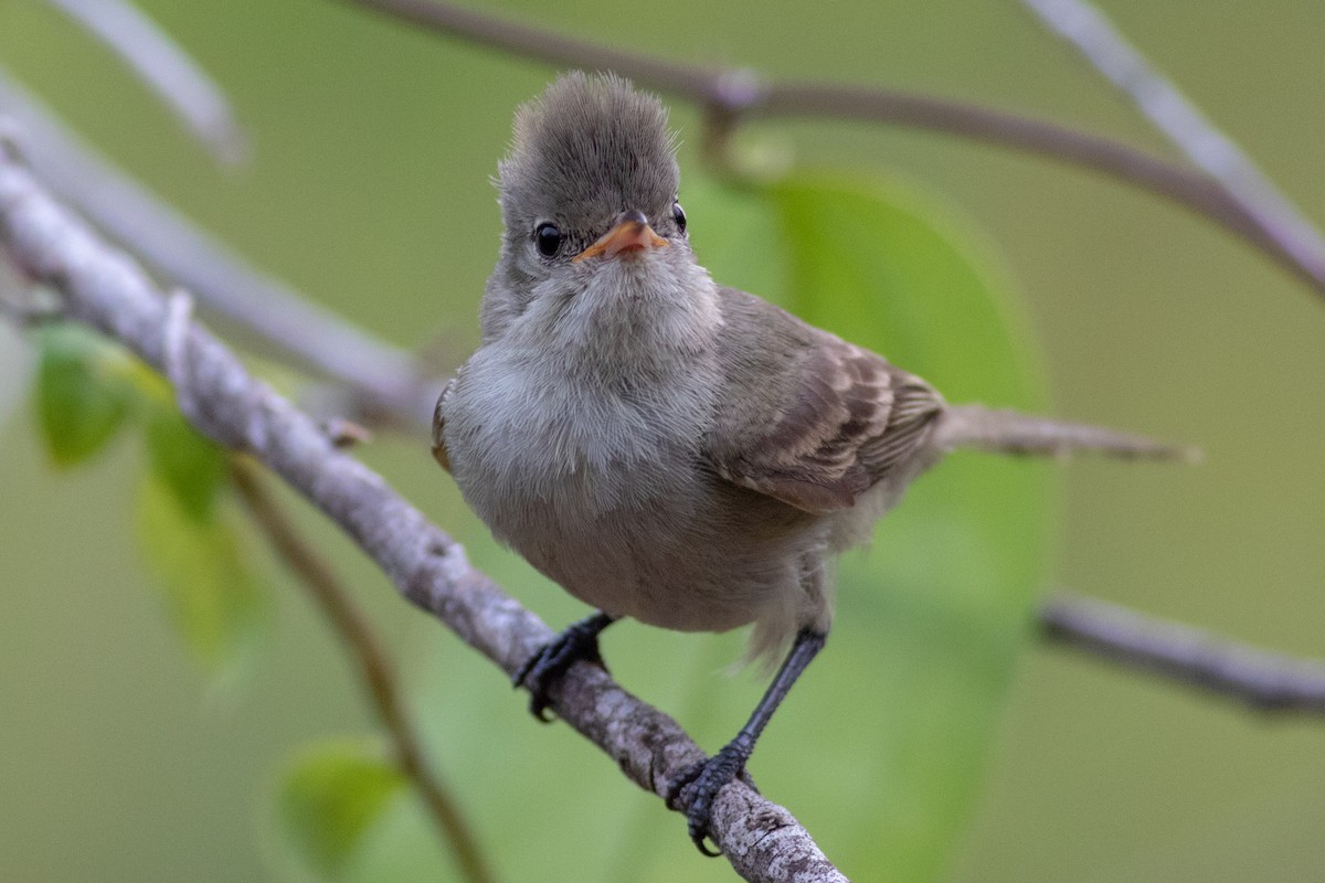 Northern Beardless-Tyrannulet - ML227737281