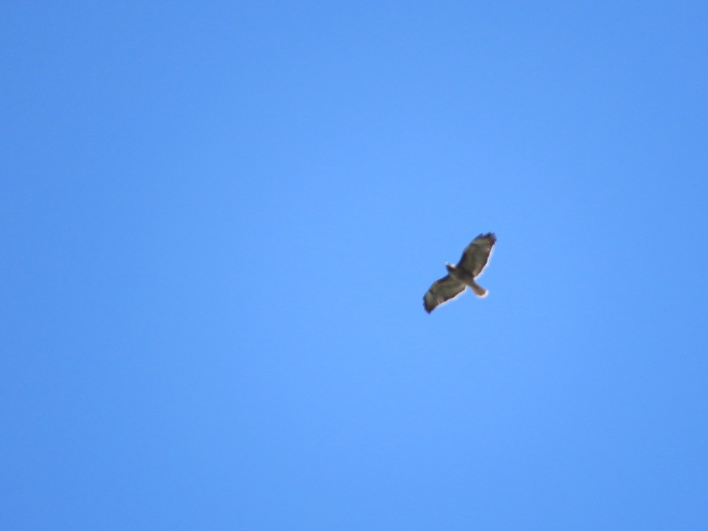 Red-tailed Hawk - ML227737961