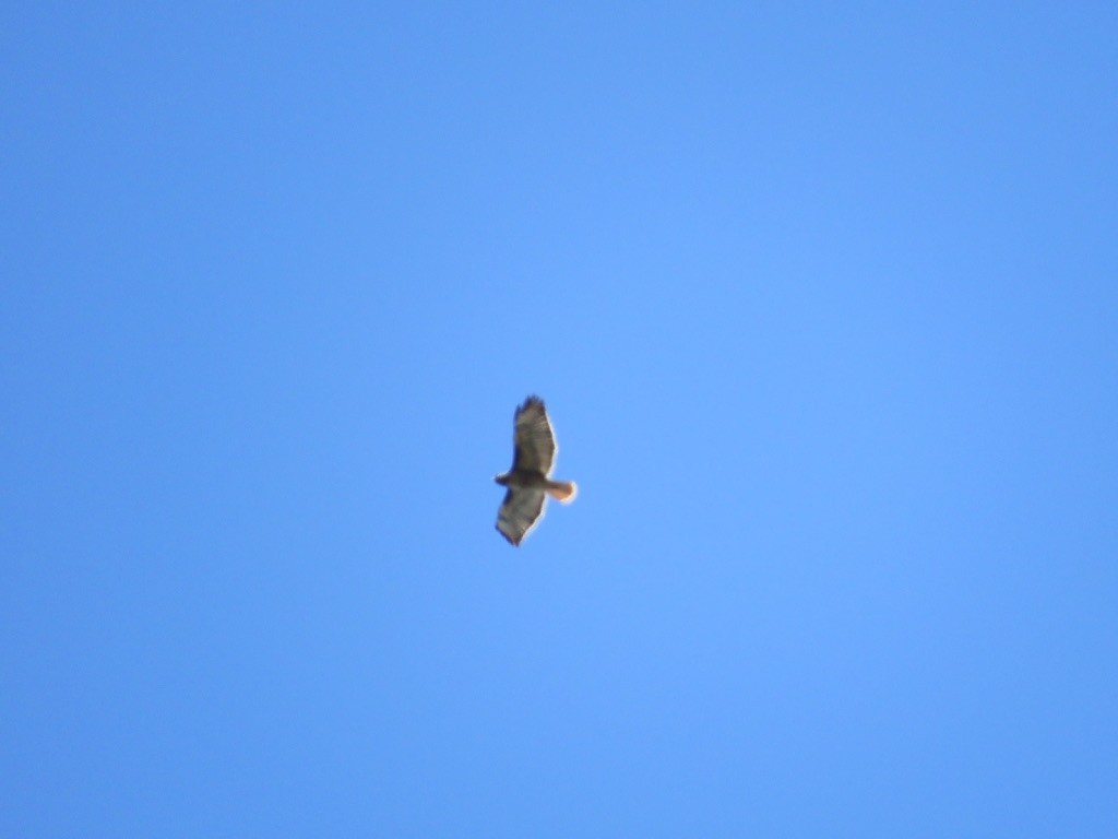 Red-tailed Hawk - ML227737971