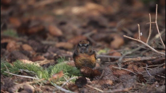 White-winged Crossbill (leucoptera) - ML227738201