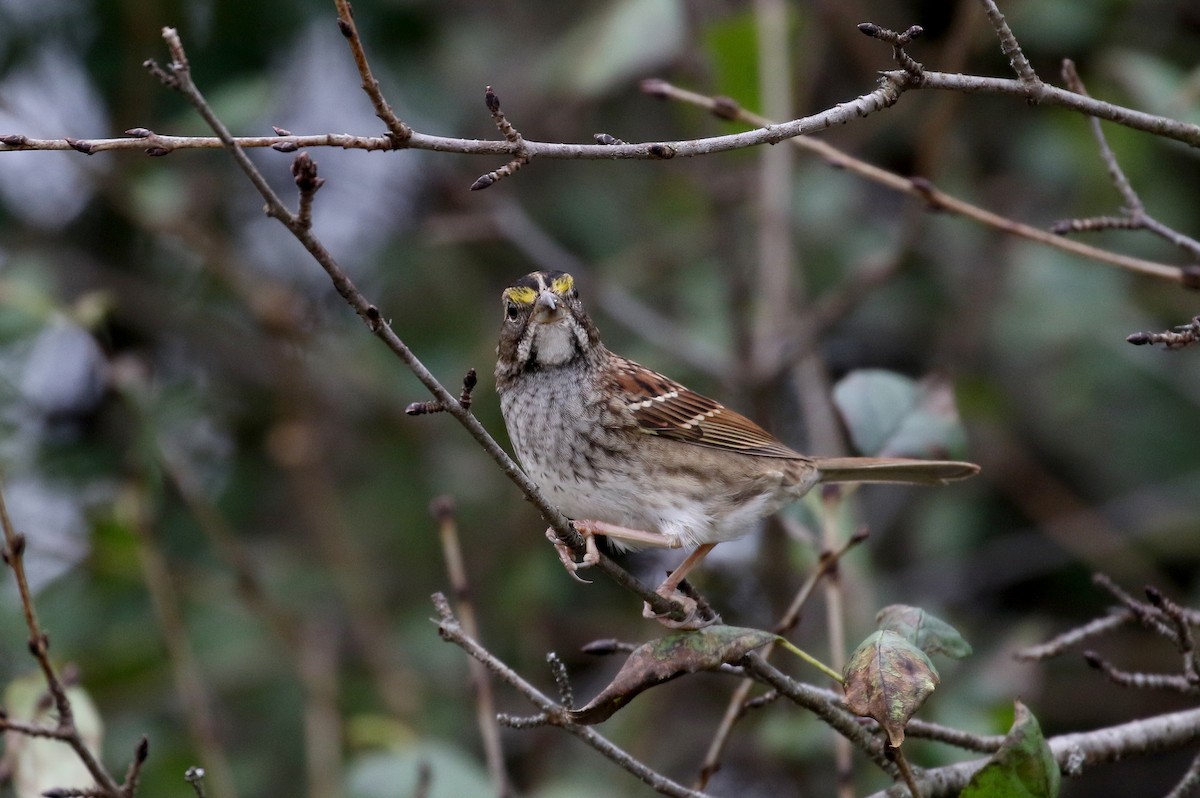 White-throated Sparrow - ML227738401