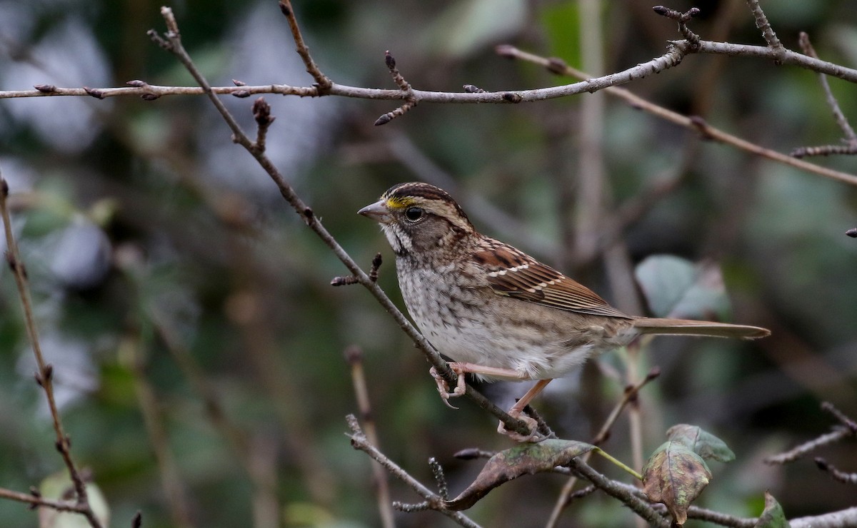 White-throated Sparrow - ML227738751
