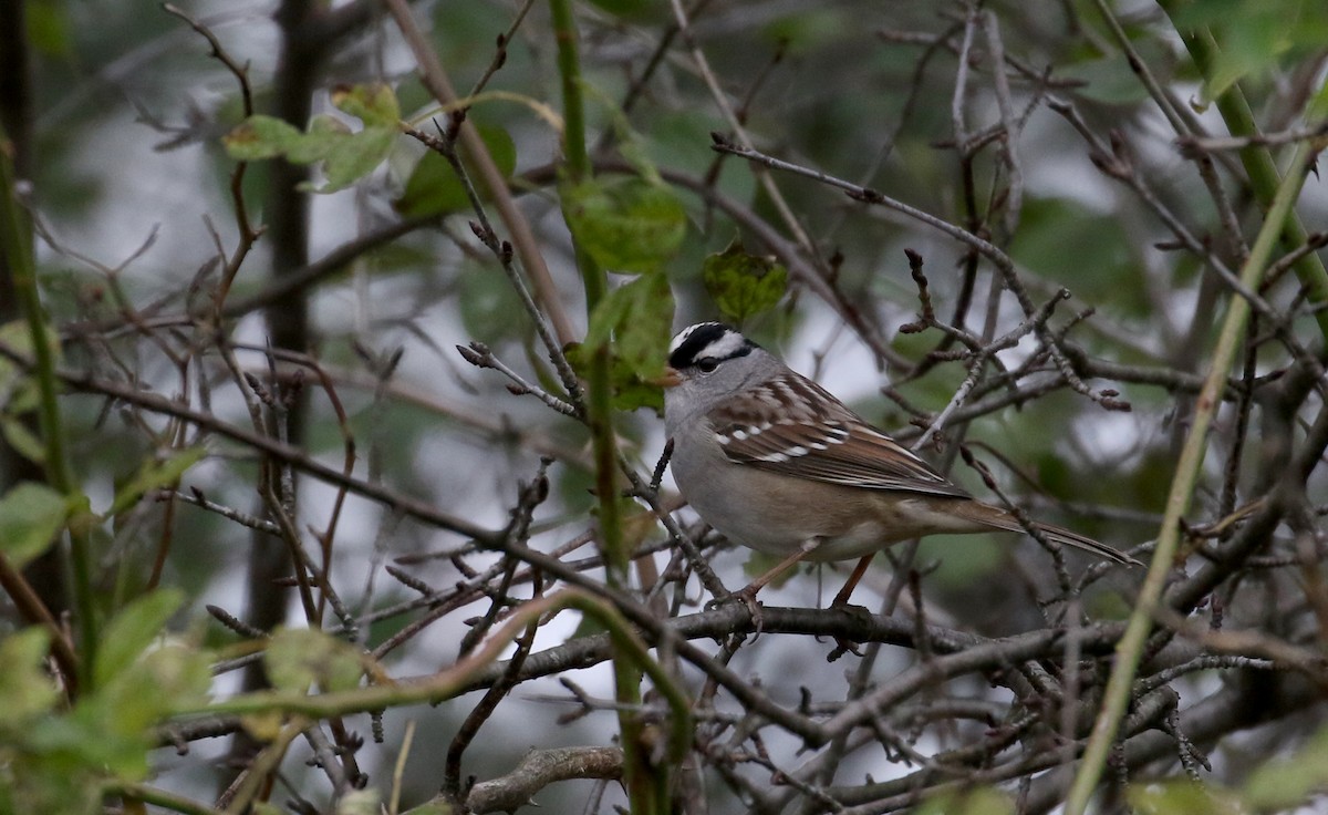 White-crowned Sparrow (leucophrys) - ML227739091
