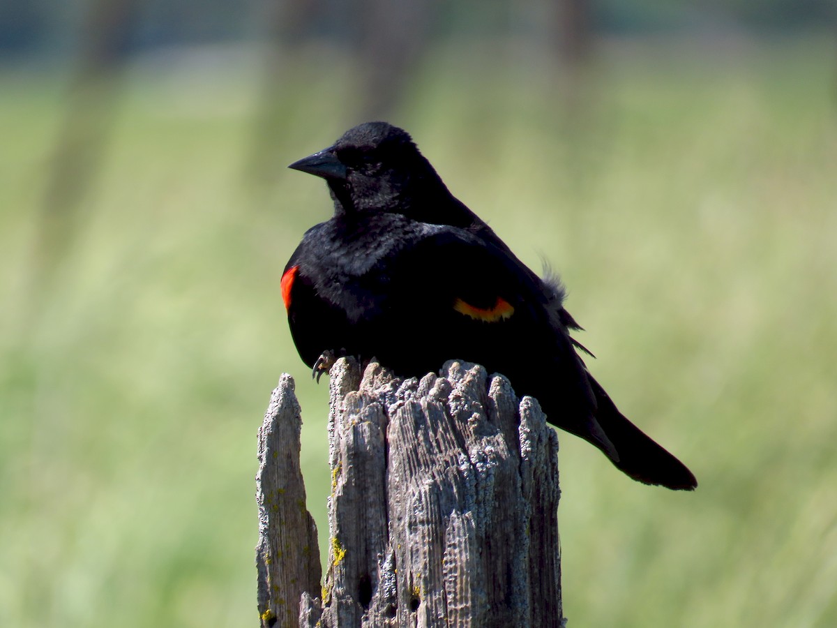 Red-winged Blackbird - Afton K